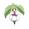 Steenee